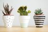 succulent mix