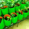 Picture of HDPE Grow Bags (220GSM) for Terrace & Balcony Gardening