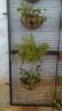 Picture of Coir Wall Hanging Basket- 12"
