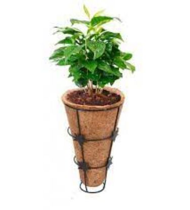 Picture of Conical Coir Basket with Stand, Flower Basket, Wall Mountain Coco Pots (Diameter 15 cm, Height 23 cm) 