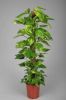 Picture of Coco Coir Stick/Coir Pole for Money Plant Support, Indoor Plants, House Plants & Plant Creepers 