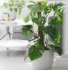 Picture of Coco Coir Stick/Coir Pole for Money Plant Support, Indoor Plants, House Plants & Plant Creepers 