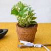 Picture of Coir Seedling Cup- 4 inch ( Set of 5 Pieces)