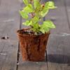 Picture of Coir 6.5" XL Pot for Gardening Plants & Flowers, Planters