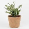 Picture of Coir Pot 10 inch- Eco-Friendly- Biodegradable