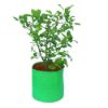 Picture of 12 X 12 Inch(Dia X Height) HDPE Grow Bag(Round) - 220 GSM