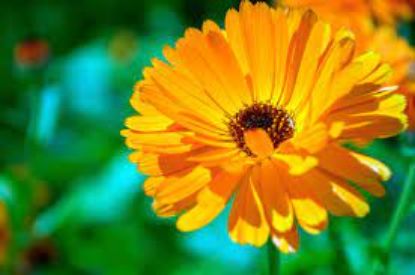 Picture of Namdhari Calendula seeds