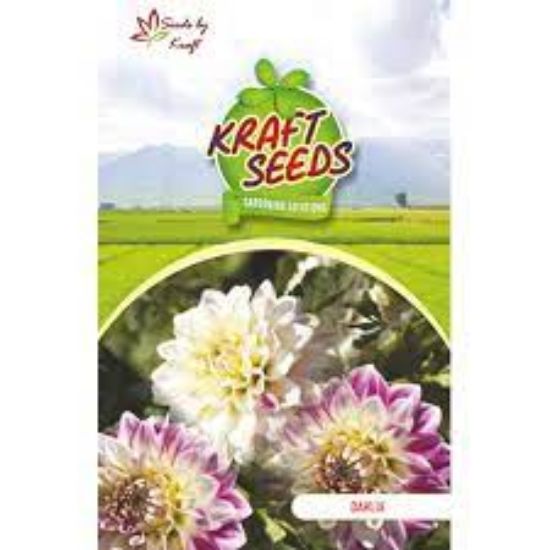 Picture of Kraft Dahlia Seeds