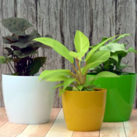 Picture for category Plastic Planters